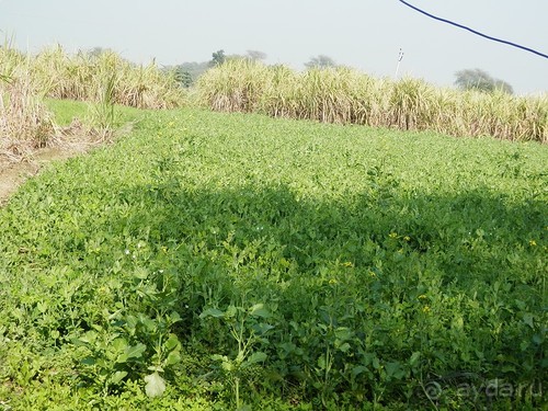 Альбом отзыва "От Орчхи до Кхаджурахо"