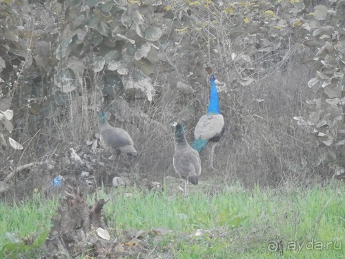 От Орчхи до Кхаджурахо