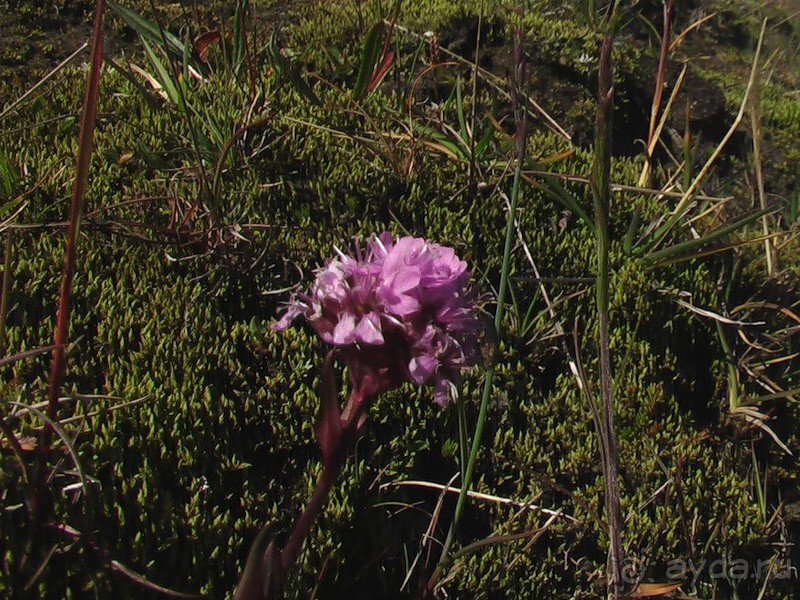 Исландия, день пятый