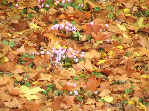 Амбуаз - Кло-Люсе - Шенонсо