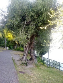 Альбом отзыва "Сирмионе, день последний - завтра уезжаю"