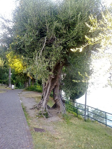 Сирмионе, день последний - завтра уезжаю