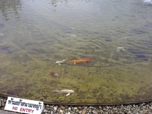 Таиланд, день пятый