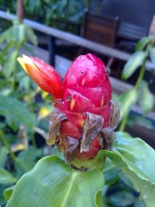 Таиланд, день пятый