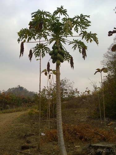 Таиланд, день пятый