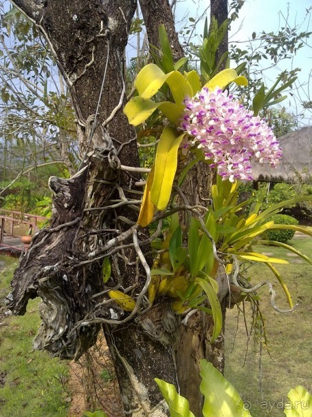 Таиланд, день пятый