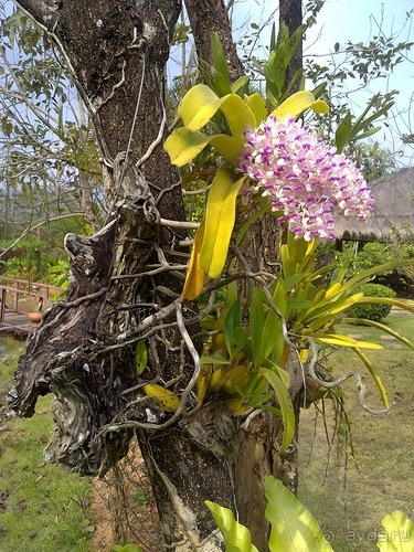 Таиланд, день пятый