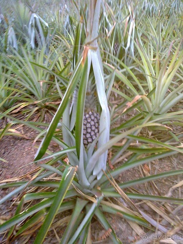 Таиланд, день пятый