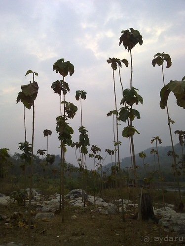 Таиланд, день пятый