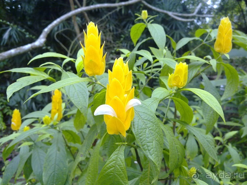 Таиланд, день пятый