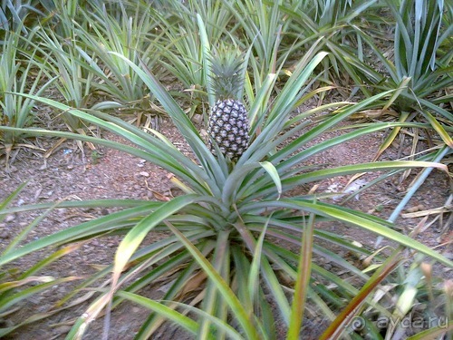 Таиланд, день пятый