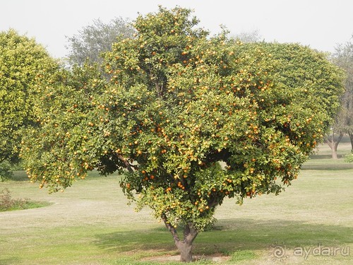 Индия. Итоги поездки