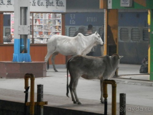 Индия. Итоги поездки