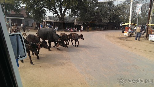 Индия. Итоги поездки