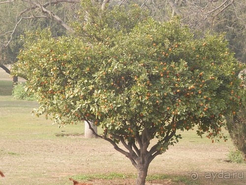 Индия. Итоги поездки