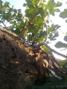 Верона, день третий