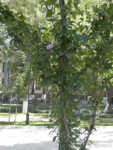 Третий день в Самарканде