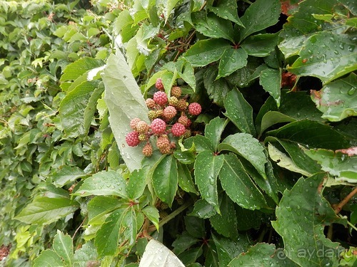 Альбом отзыва "Яхта - Сан-Маргарита и Портофино"