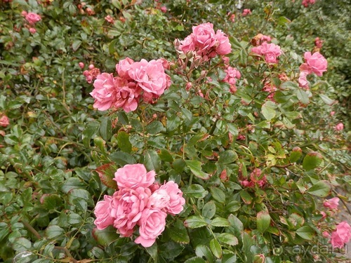 Копенгаген, день второй