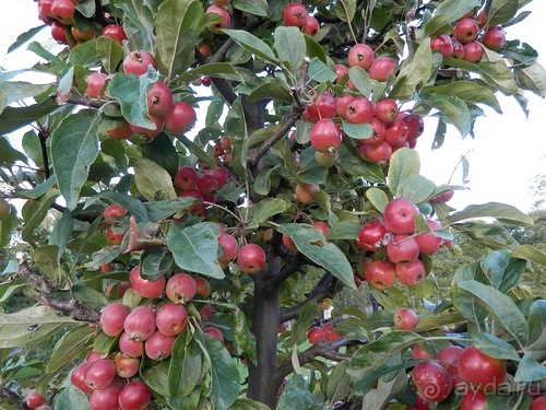 Копенгаген, день второй