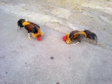 Таиланд, день четвертый