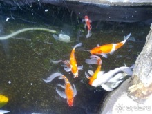 Таиланд, день четвертый