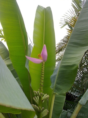 Таиланд, день четвертый