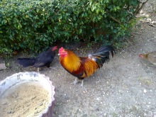 Таиланд, день четвертый