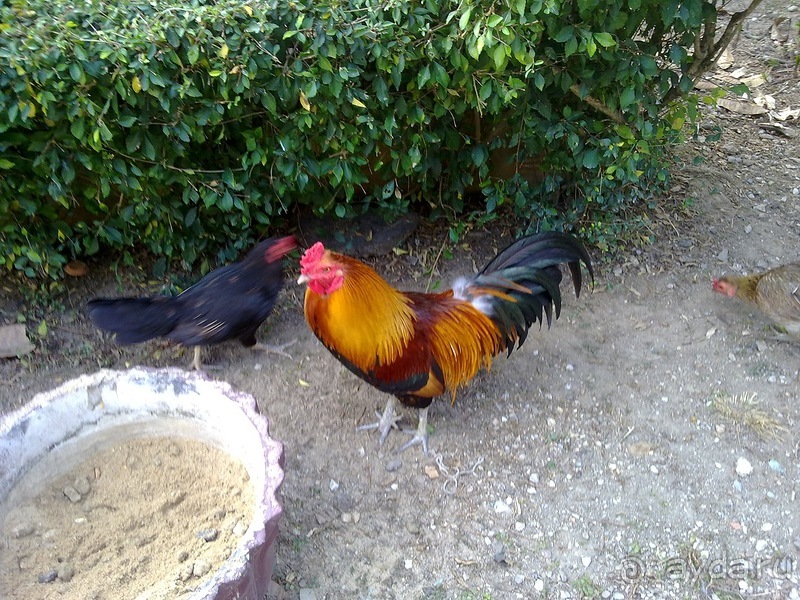 Таиланд, день четвертый