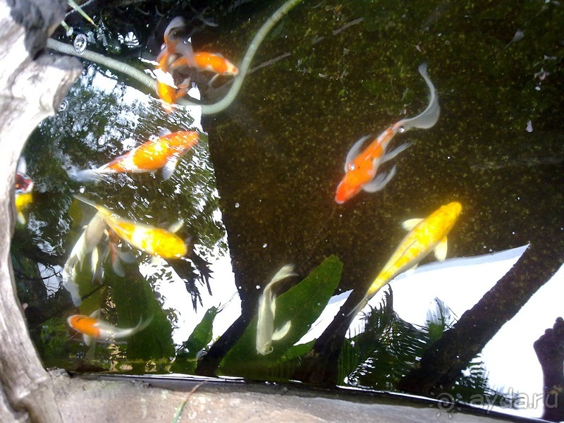 Таиланд, день четвертый