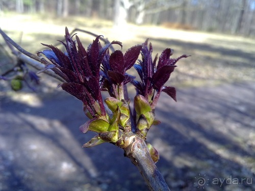А я в Питере