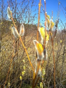 А я в Питере