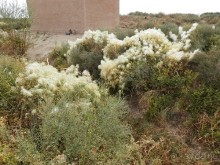 Крепости древнего Хорезма