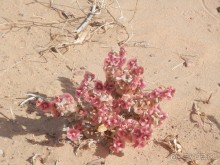 Крепости древнего Хорезма