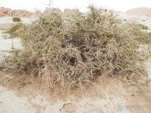 Крепости древнего Хорезма