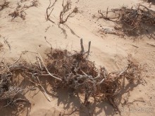 Крепости древнего Хорезма