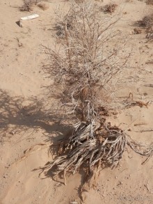 Крепости древнего Хорезма