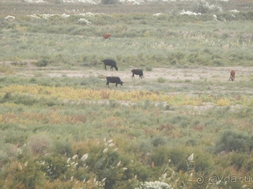 Крепости древнего Хорезма