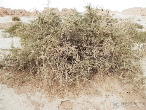 Крепости древнего Хорезма