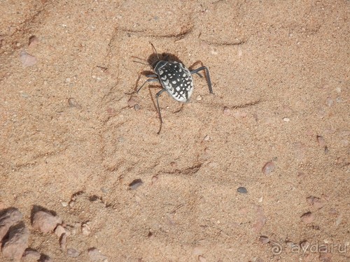 Крепости древнего Хорезма