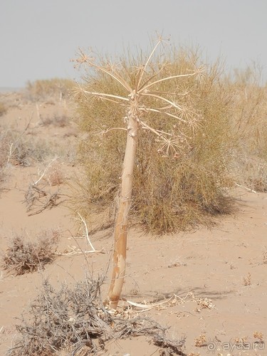 Крепости древнего Хорезма