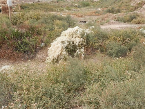 Крепости древнего Хорезма