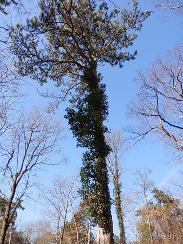 Баден - термальные источники и Венский лес