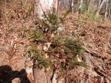 Баден - термальные источники и Венский лес