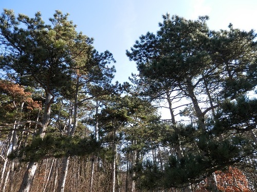 Баден - термальные источники и Венский лес