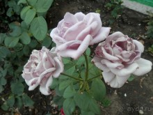 Прогулка в Ливадию