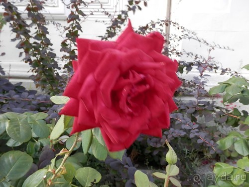 Прогулка в Ливадию