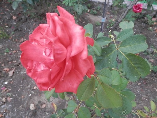 Прогулка в Ливадию