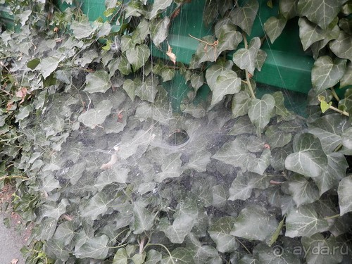 Альбом отзыва "Прогулка в Ливадию"