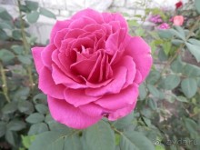 Прогулка в Ливадию